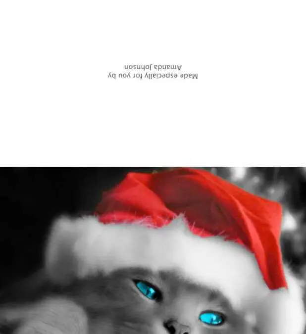 Set of 3 Folded Holiday Cards Cat