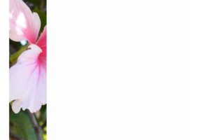 Hibiscus Photo Stationery