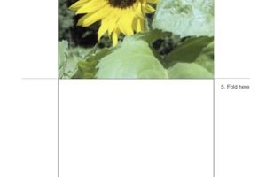 Folded CD/DVD Sleeve with Photo Placeholder