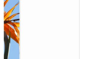 Bird of Paradise Photo Stationery