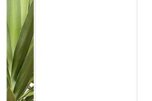 Aloe Vera Leaves Photo Stationery